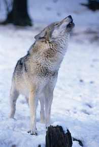 Wolf im Wildparadies 