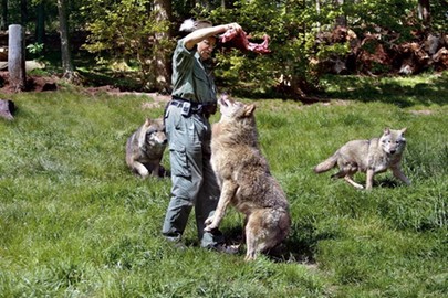 Wolfsfütterung im Wildparadies