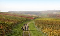 Wein im Zabergäu